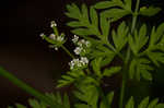 Hairyfruit chervil